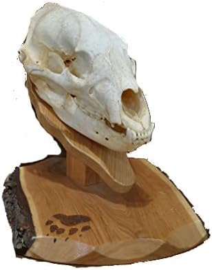 Bear Hunting Skull Mount: European Bear Mount Plaque for Display