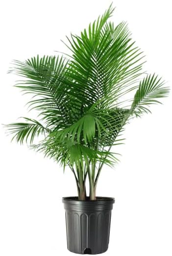 Majesty Palm Live Tropical Houseplant for Home and Office Decor