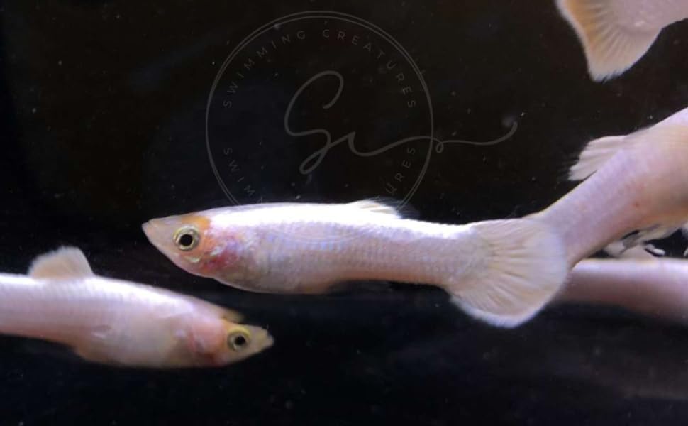 Vibrant Tropical Live Guppy Freshwater Fish for Your Aquarium