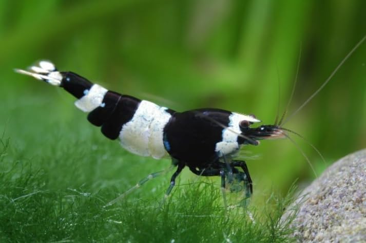20 PURE BLACK LINE Caridina Taiwanese Bee Shrimp for Aquariums