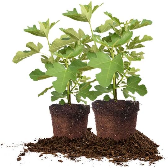 Chicago Hardy Fig Tree 2 Pack for Your Garden or Patio