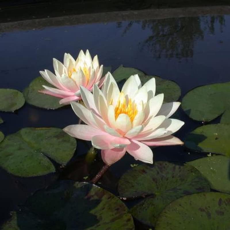 Barbara Dobbins Live Perennial Water Lily for Perfect Ponds