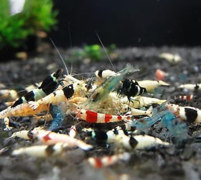 10 Mix Color CARIDINA Taiwanese Bee Shrimps for Your Aquarium