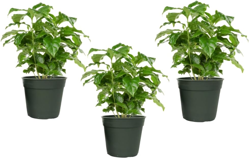 Arabica Coffee Plant 3 Pack for Indoor and Outdoor Gardens