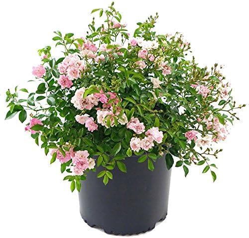 Rosa The Fairy Live Plant - Beautiful Pink Flowers in #3 Gallon