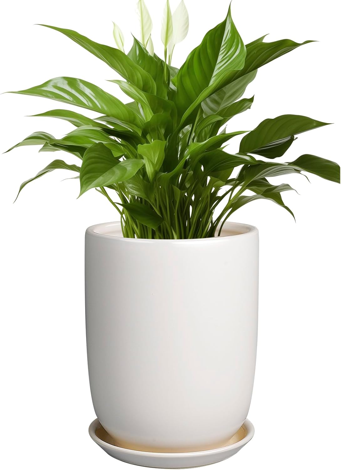 8 Inch Ceramic Plant Pot with Drainage Hole for Indoor Plants
