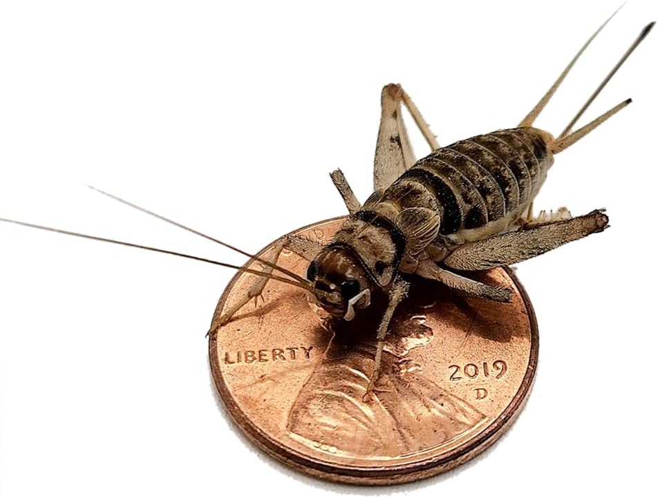 1in Large Adult Banded Crickets for Reptiles and Pets