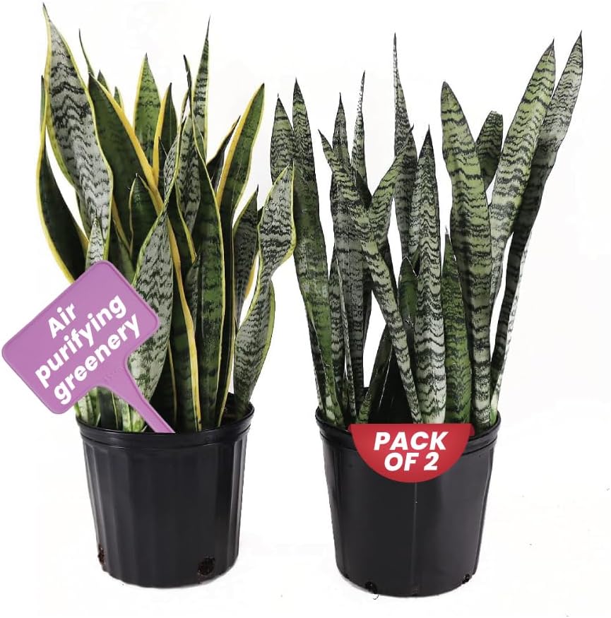 Snake Plant Bundle for Home or Office - Low Maintenance Decor