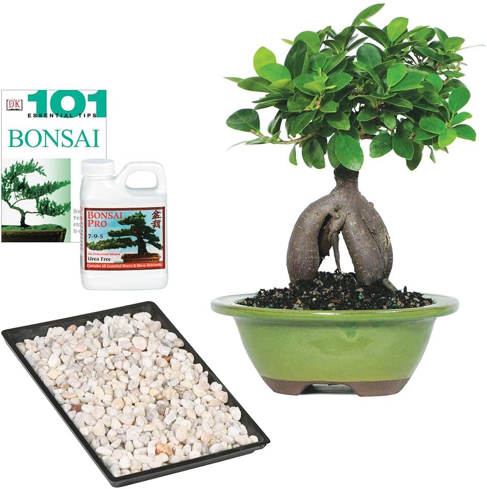 Ginseng Grafted Ficus Indoor Bonsai Tree Gift Set for All