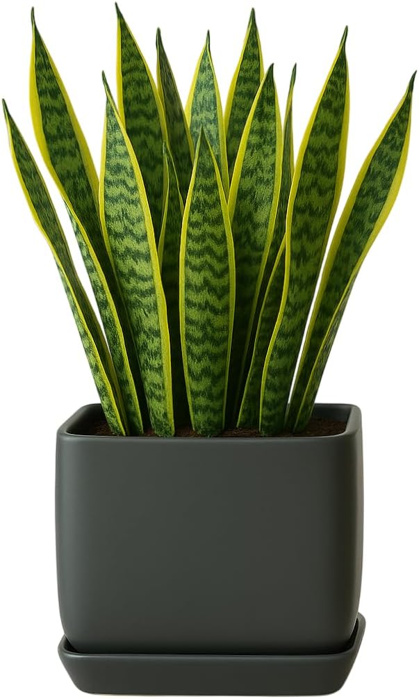 Ceramic Cube Plant Pot with Drainage for Home or Office