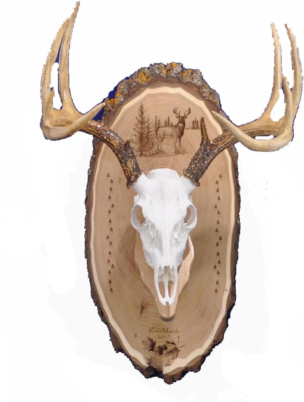 Antler Mount Kit for European Skull Mounts - Perfect for Hunters