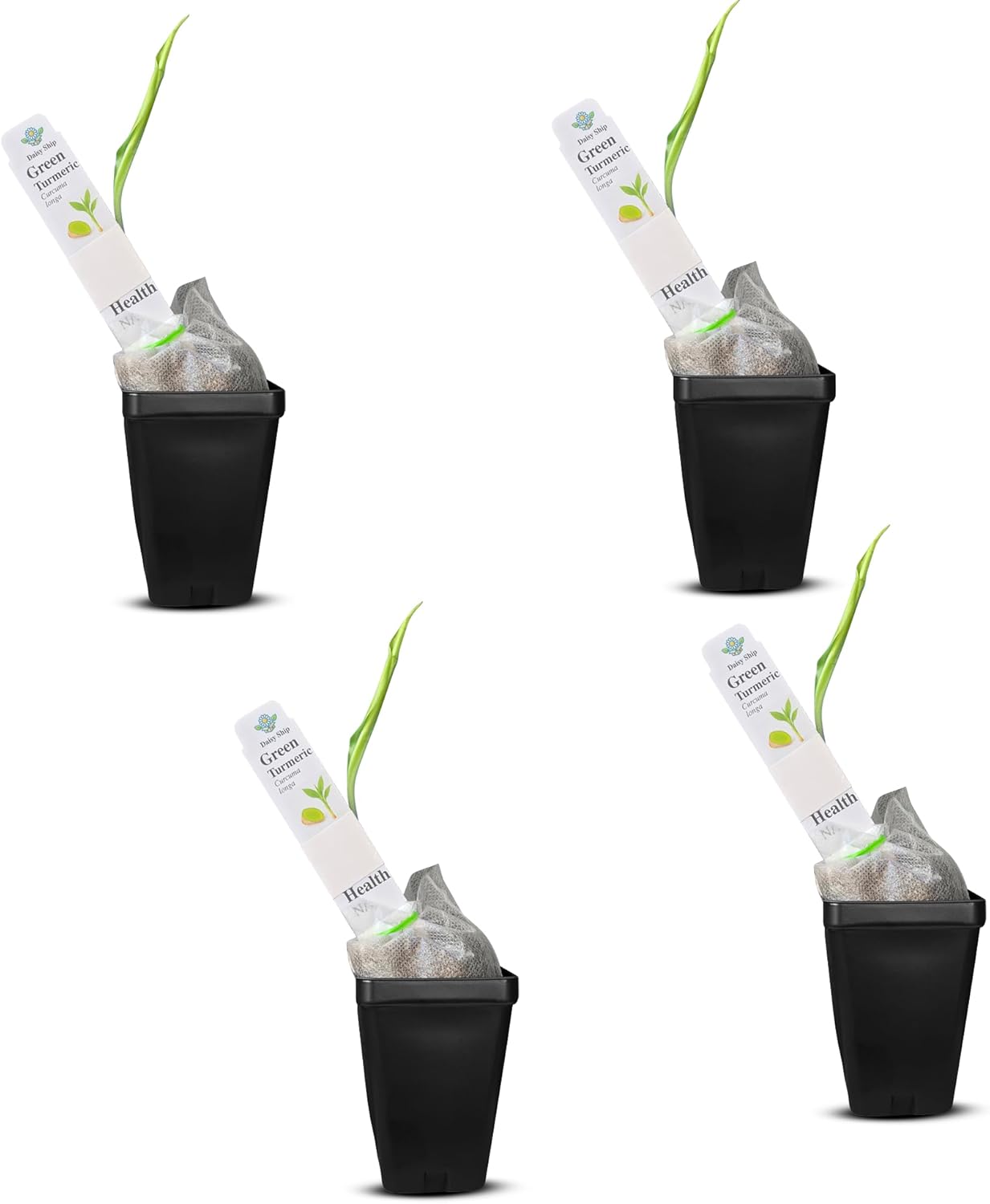 Green Turmeric Live Plant - Curcuma aeruginosa for Gardens