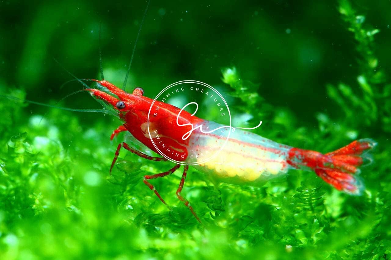 Premium Grade Neocaridina & Caridina Shrimp for Aquariums