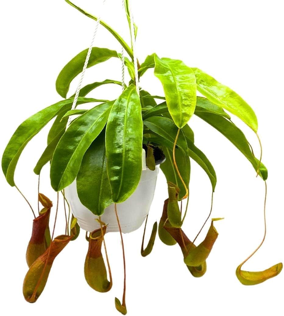 BubbleBlooms Carnivorous Plant Nepenthes Winged Pitcher 6 in