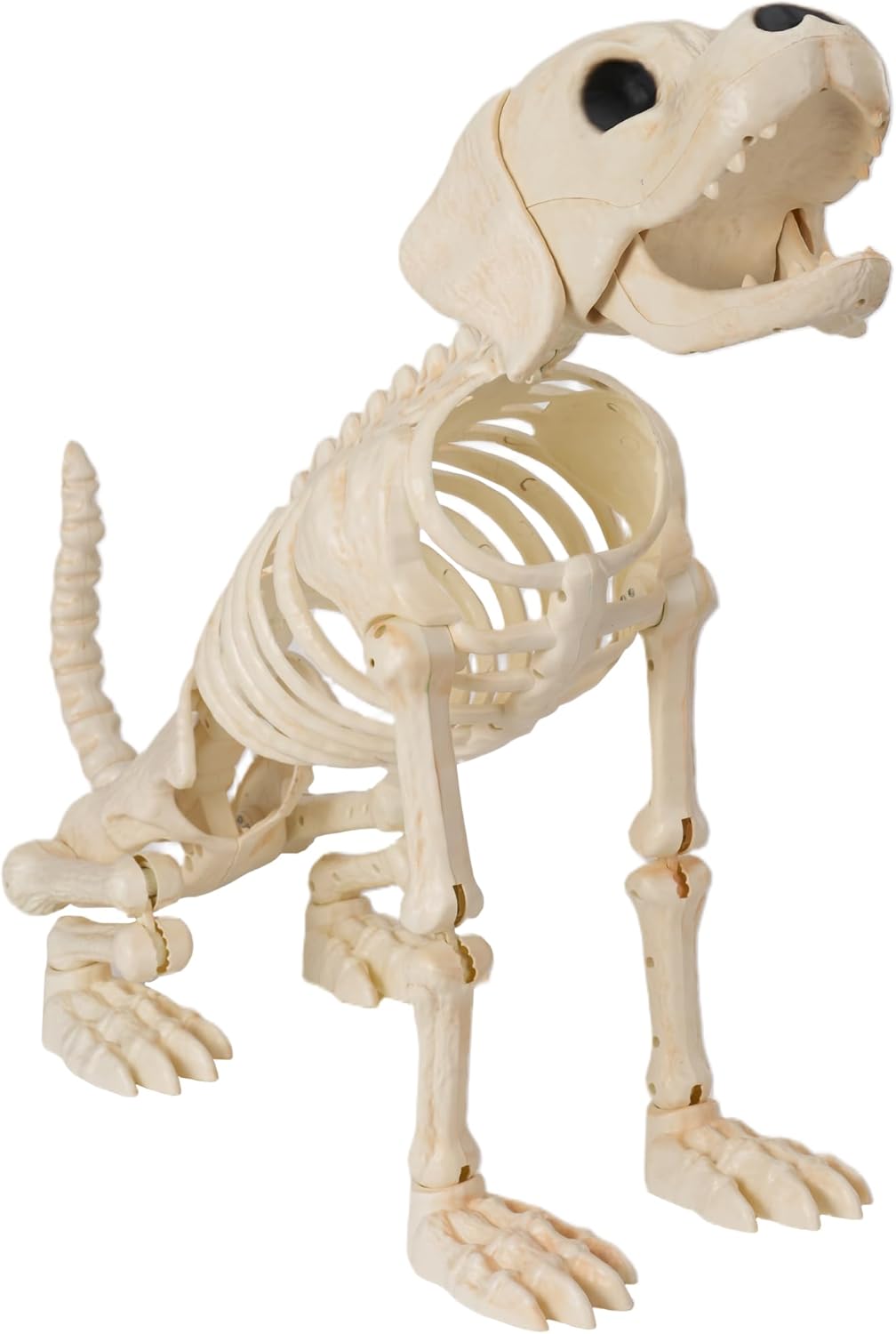 Halloween Golden Retriever Skeleton with Movable Joints for Decor