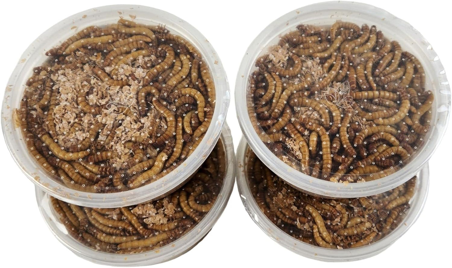 Giant Mealworms for Pets - Perfect Treat for Reptiles and Birds