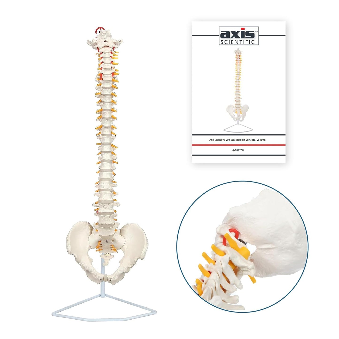 Axis Scientific 34in Life Size Spine Model for Anatomy Study
