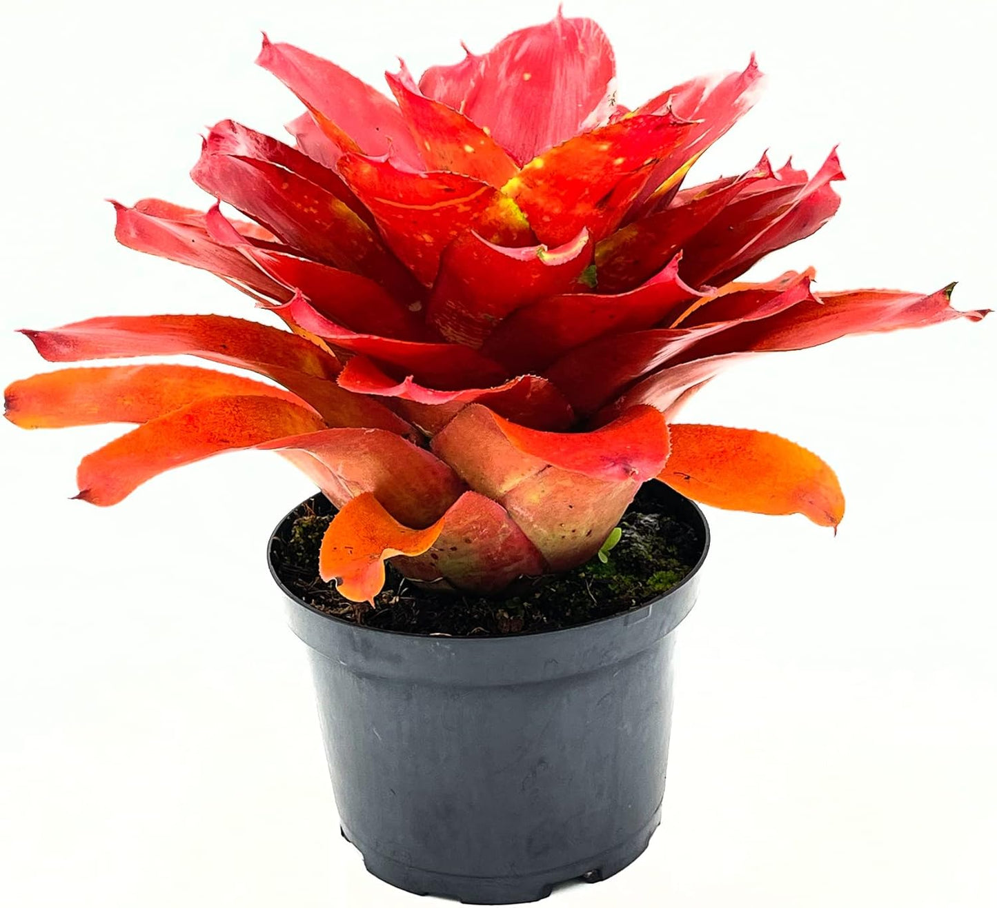 Bromeliad Neoregelia Lamberts Pride - Stunning Live Plant Gift