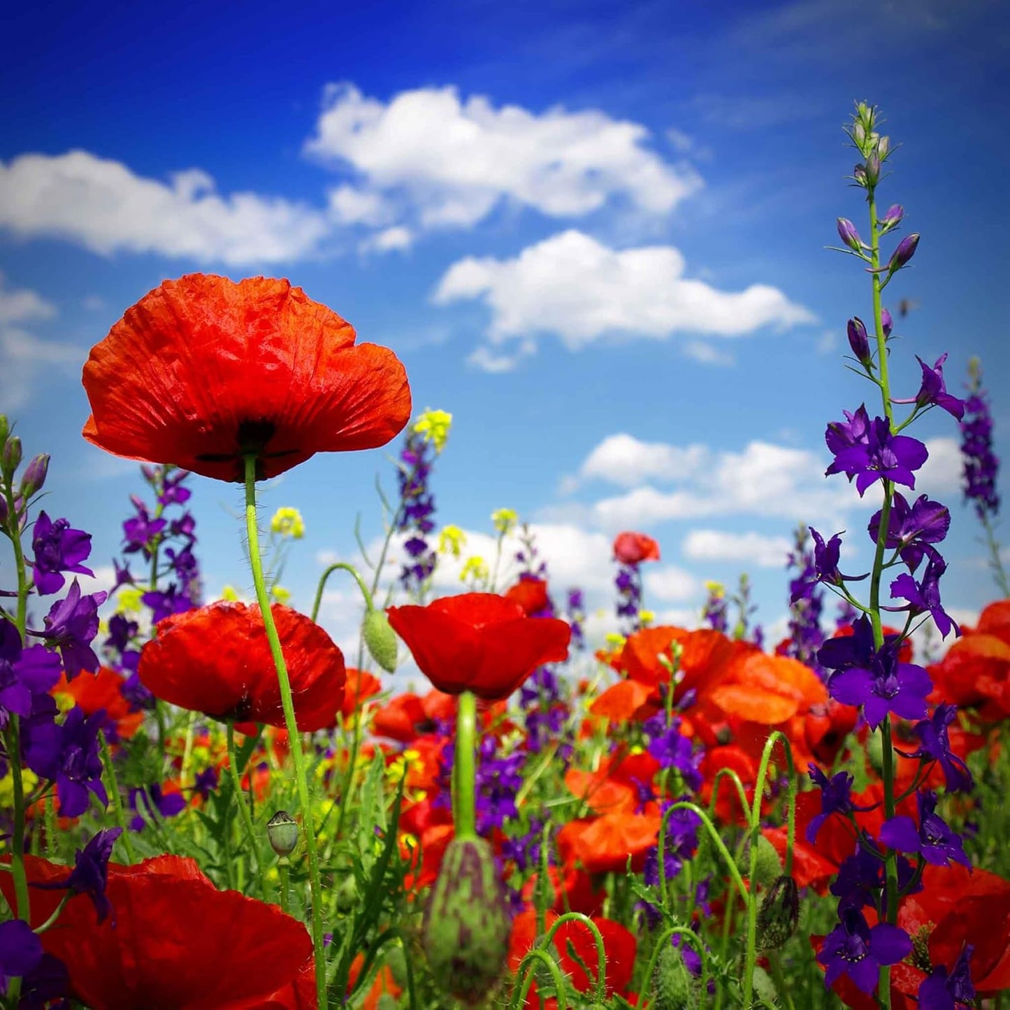 Eden Brothers Power Couple Flower Mixed Seeds for Planting