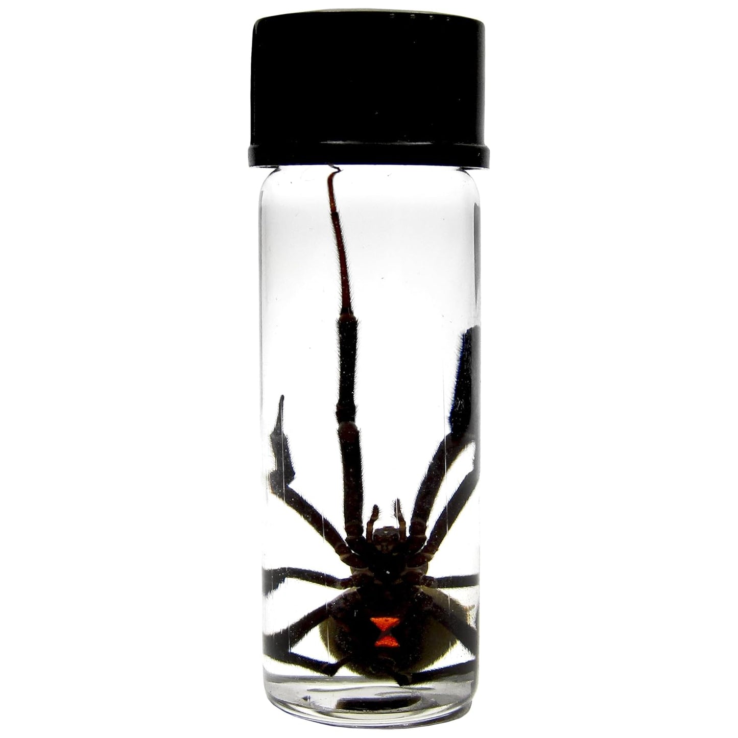 Real Preserved Black Widow Spider in Vial for Nature Lovers