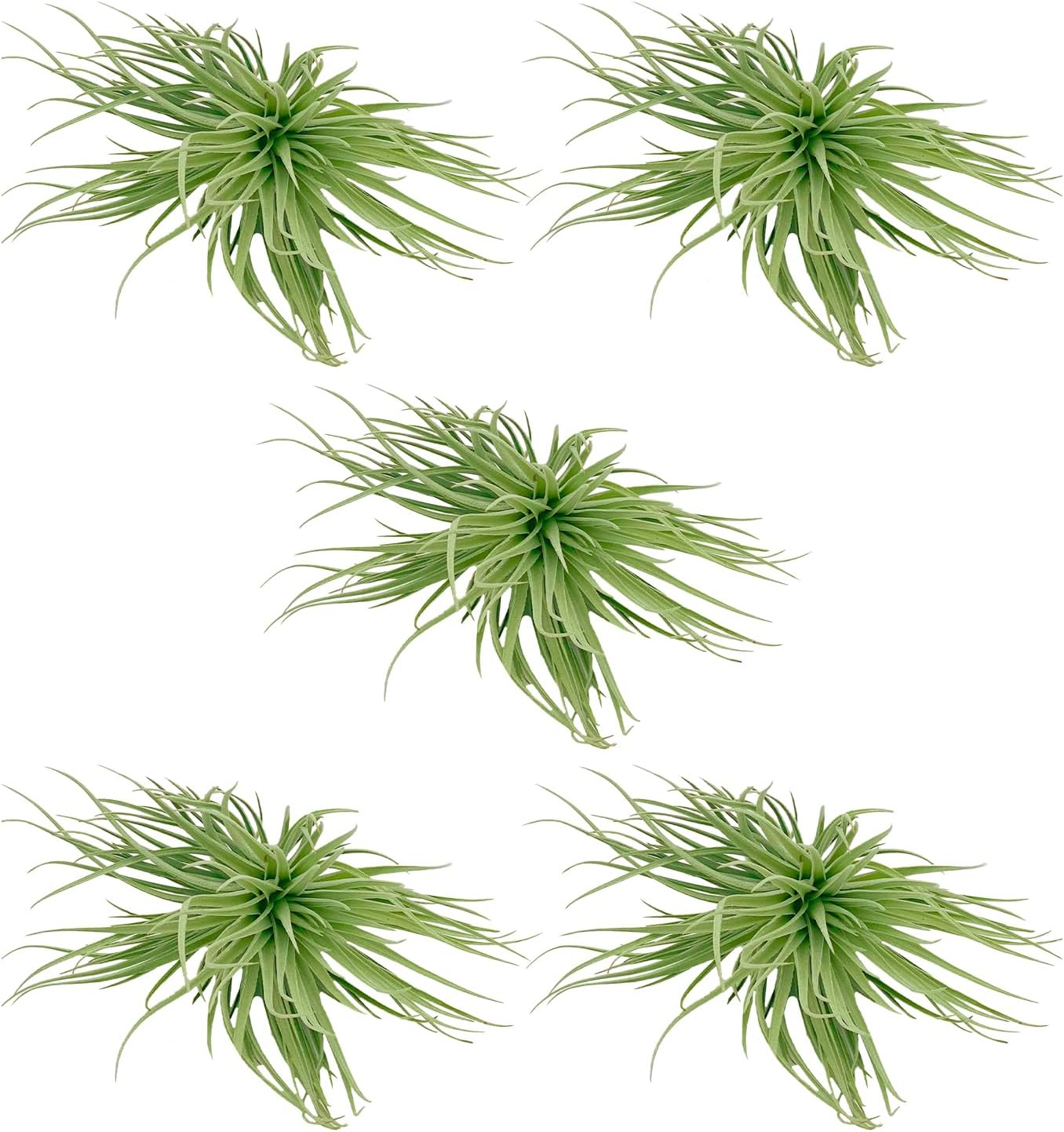 Large Flowering Tillandsia Rose BAER Air Plants for Home Decor