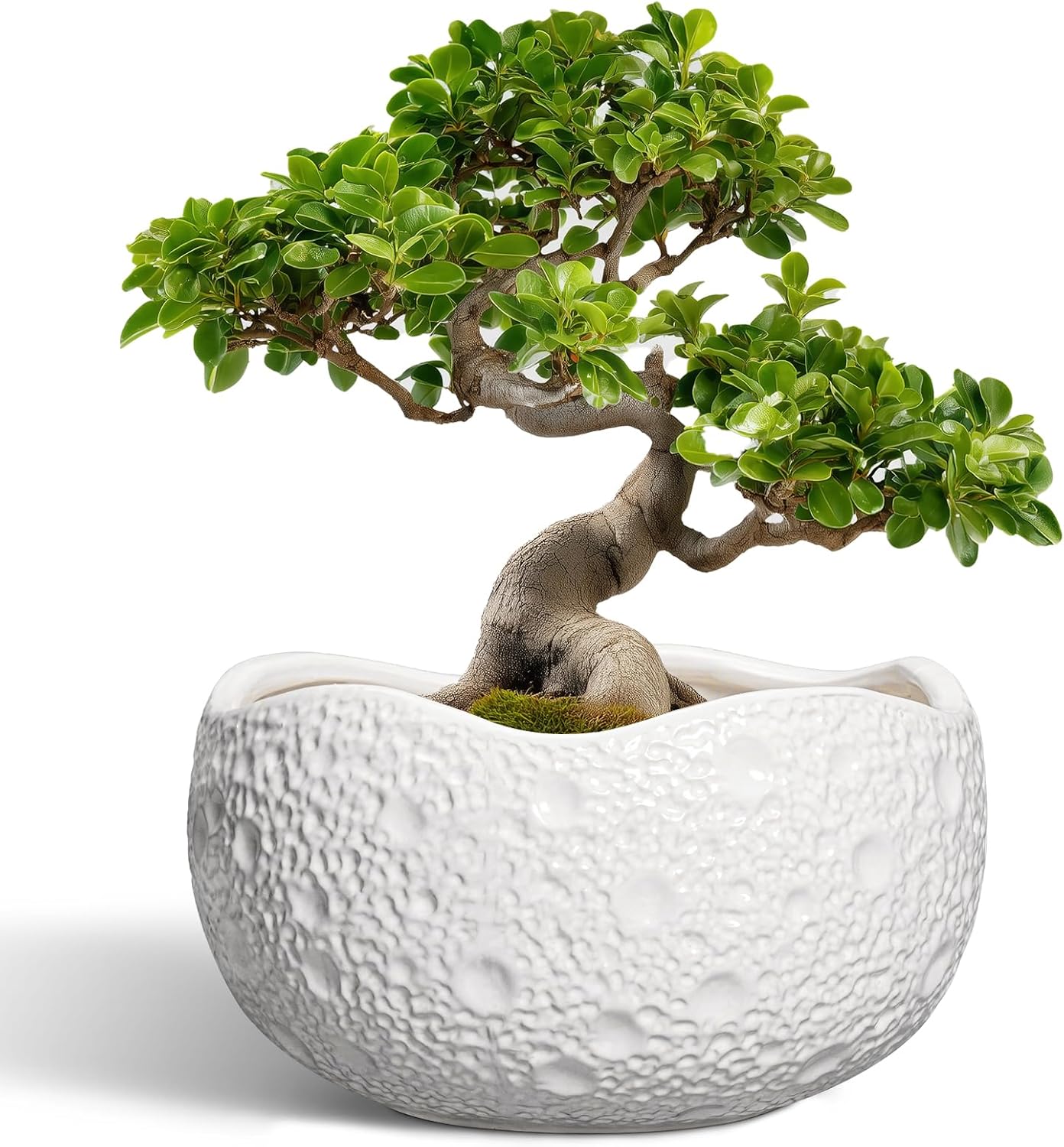 Large Ceramic Bonsai Pots - 13 Inch Round Planter for Home