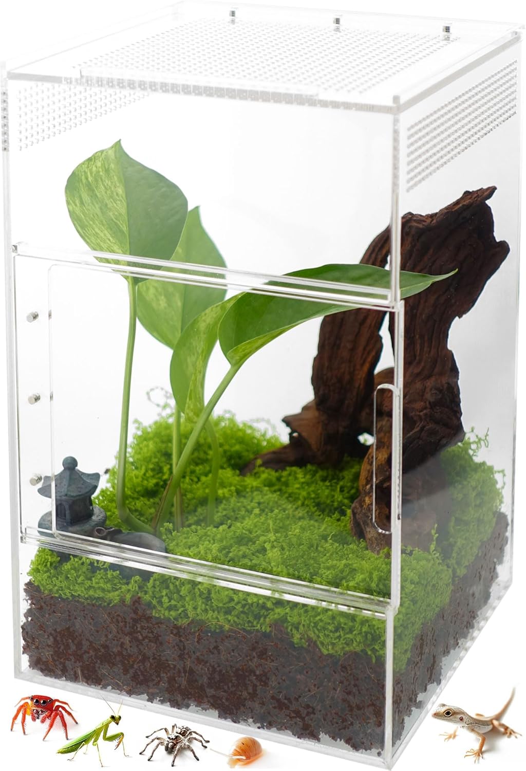 Jumping Spider Enclosure - Ideal Habitat for Small Creatures