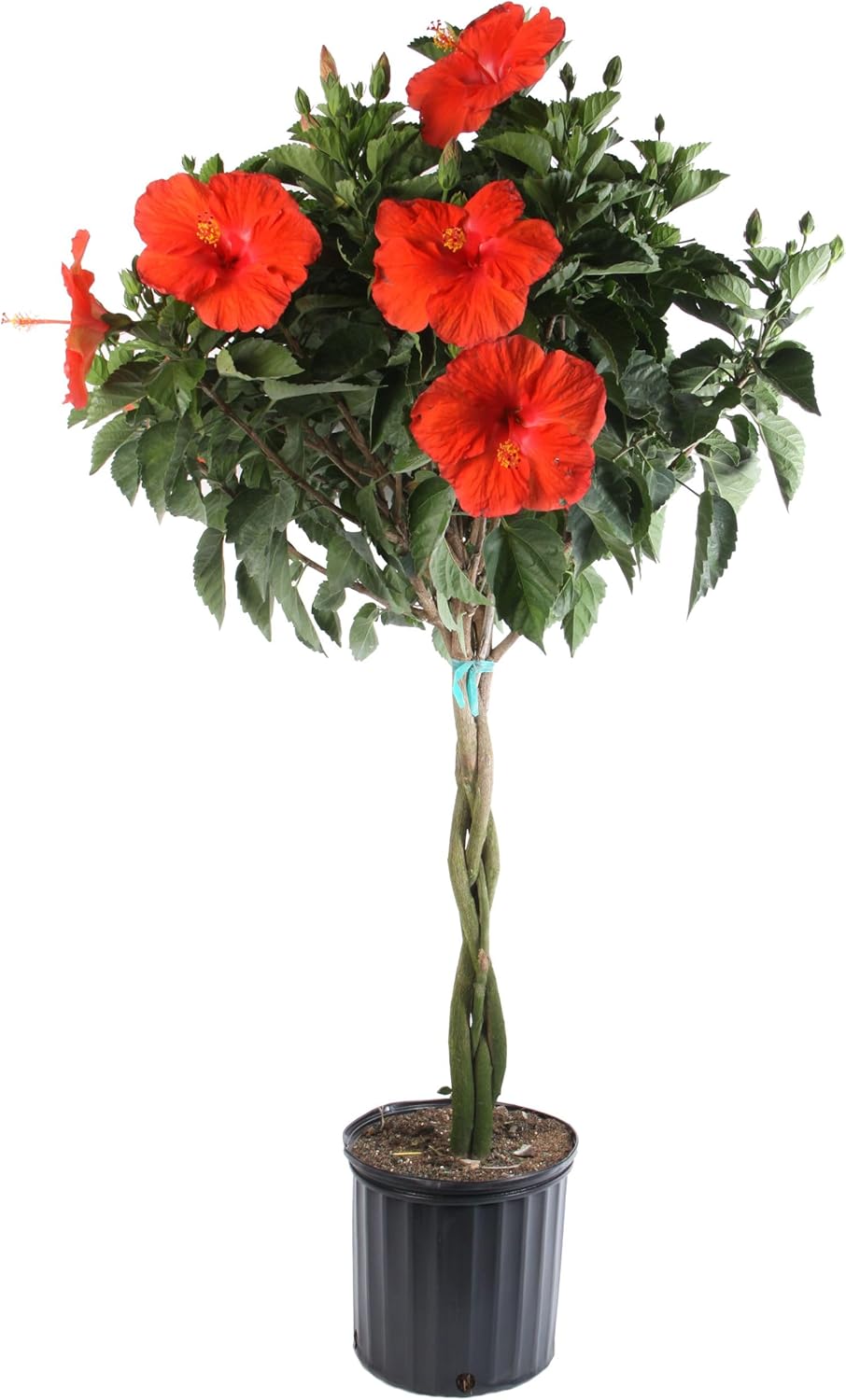 Hibiscus Braided Live Plant - 42in Tall Flowering Beauty