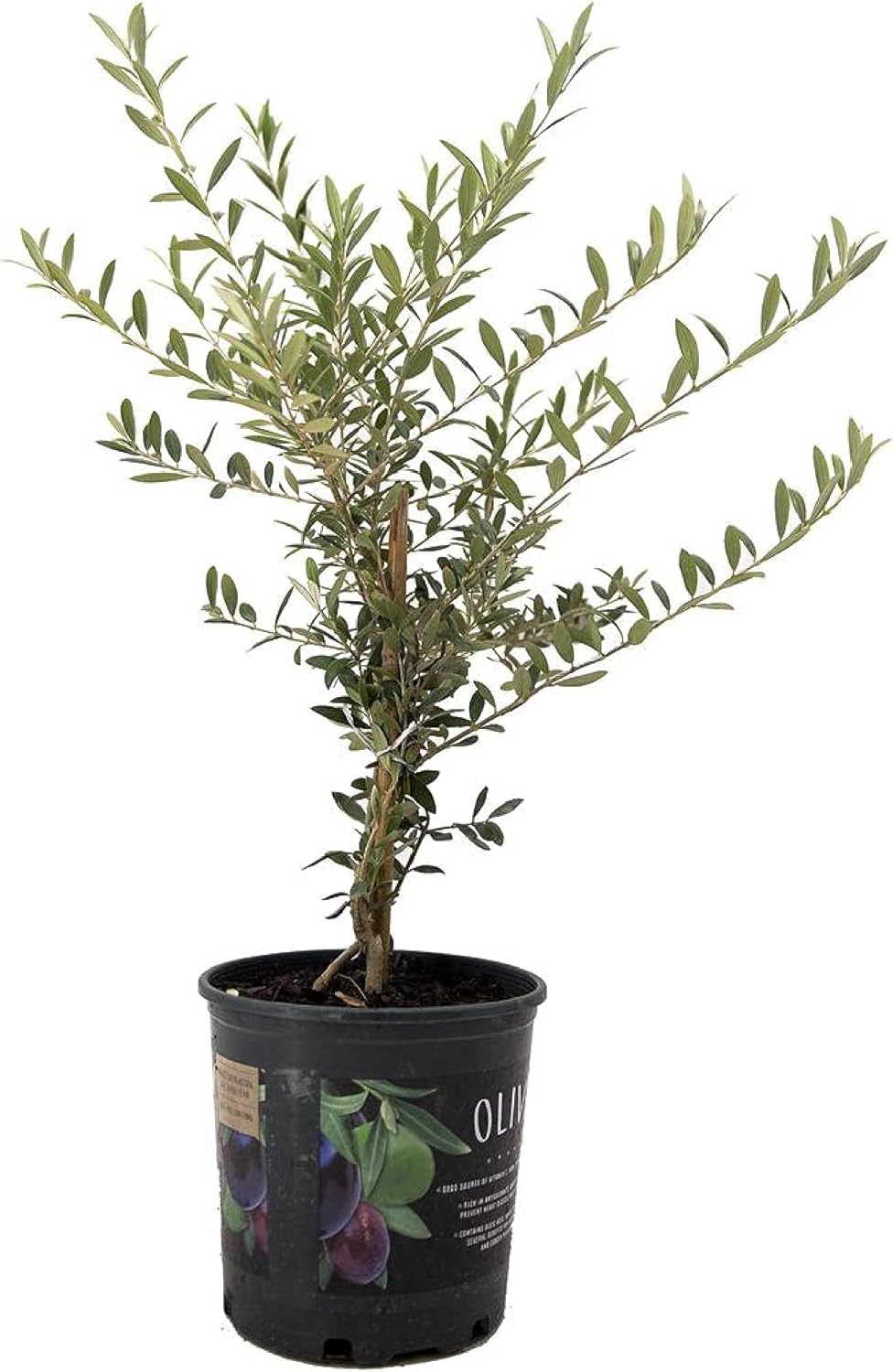 Arbequina Olive Tree for Home Gardening and Mediterranean Charm