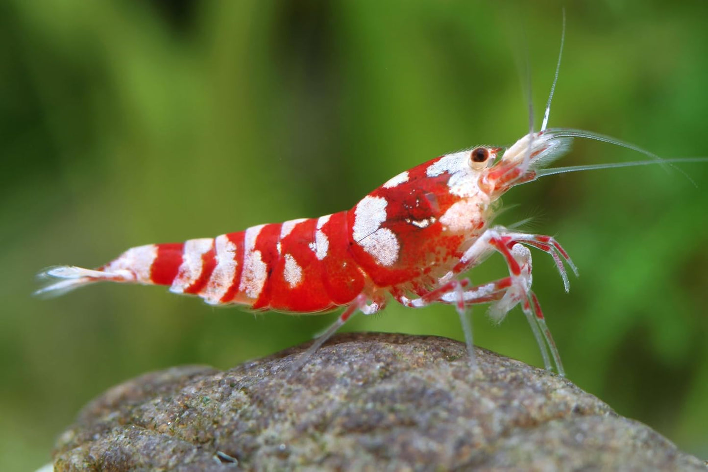 10 RED Fancy Tiger Shrimps for Aquarium - Live Freshwater Shrimp