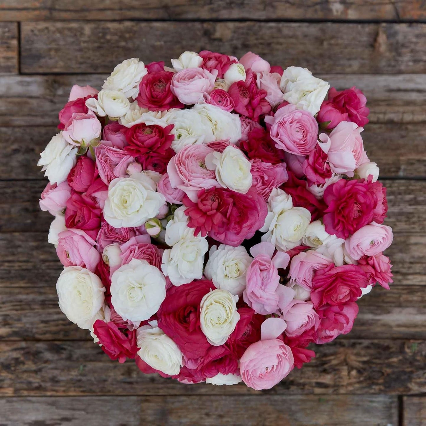 Ranunculus Bulbs Homecoming Mix for Stunning Garden Blooms