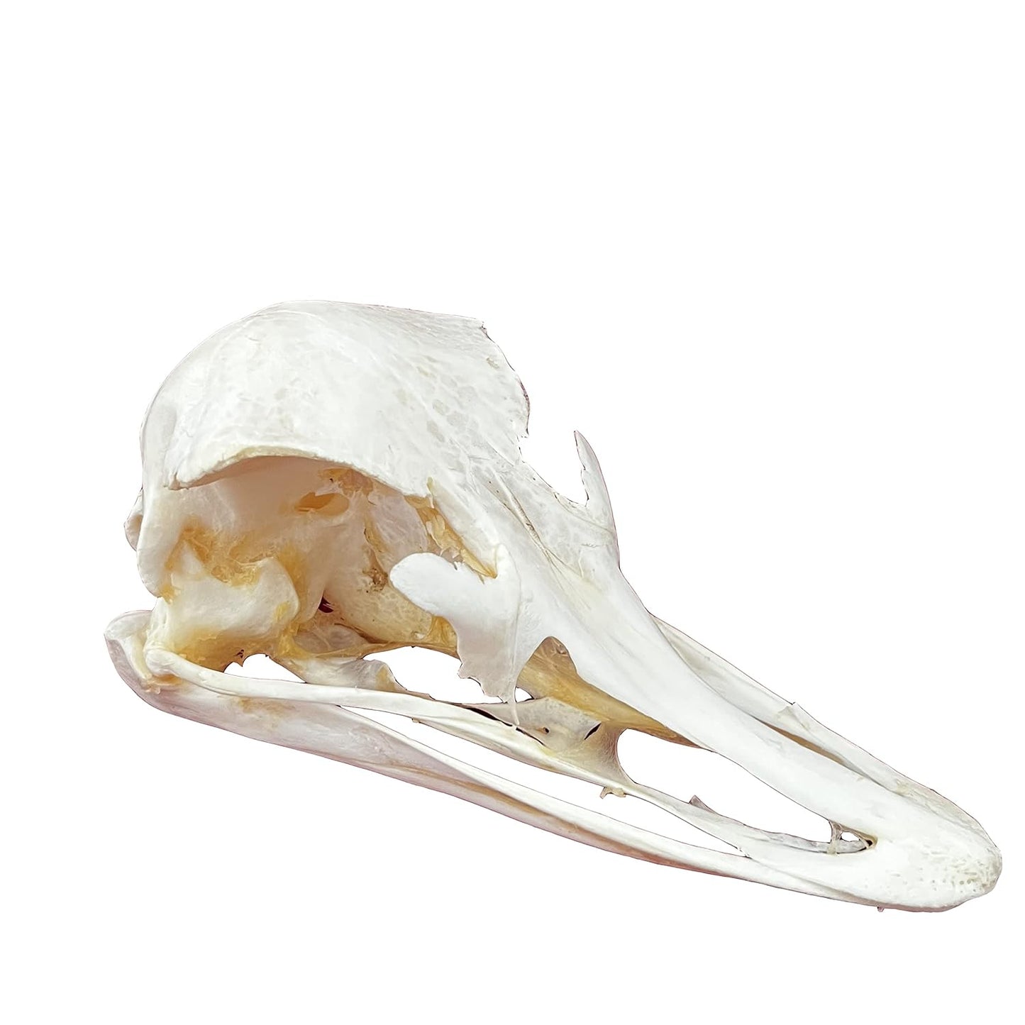 Taxidermy Real Animals Skulls for Education and Unique Gifts