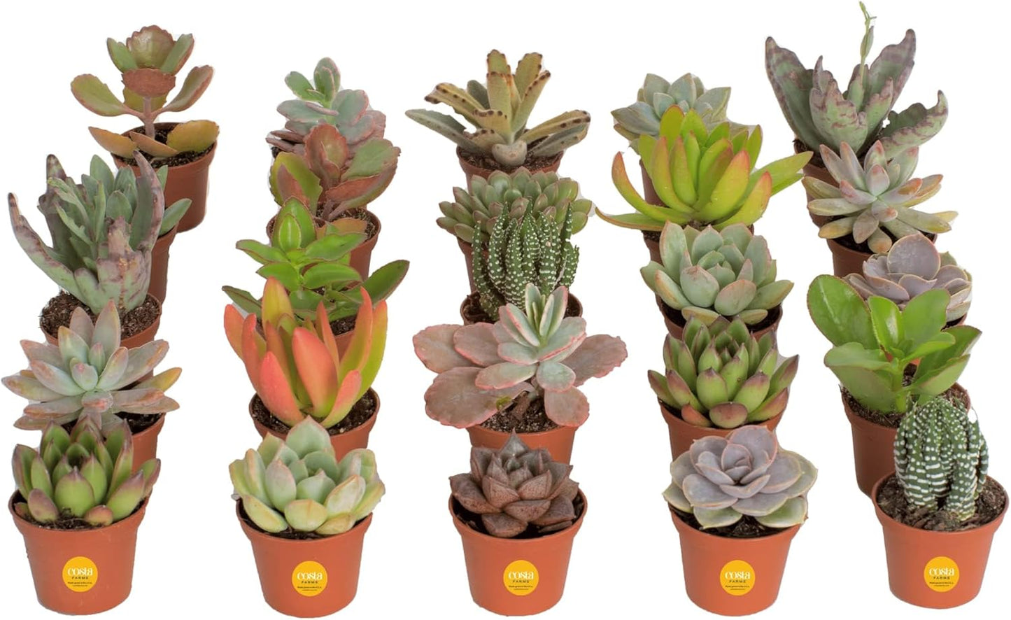 Costa Farms Succulents 25 Pack Live Mini Plants for Gifts