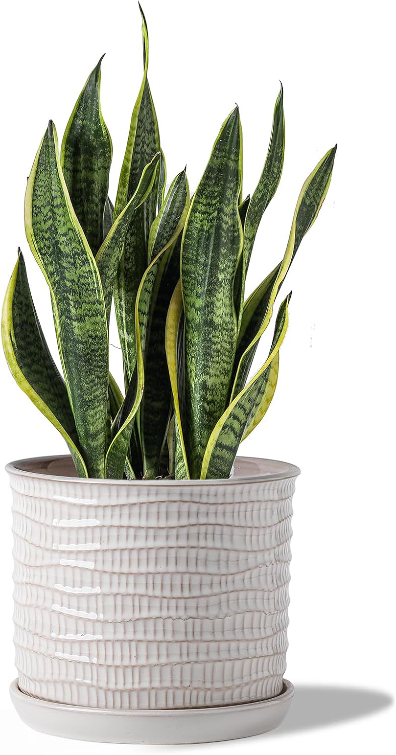 8 Inch Ceramic Plant Pot with Drainage Hole & Saucer for Home