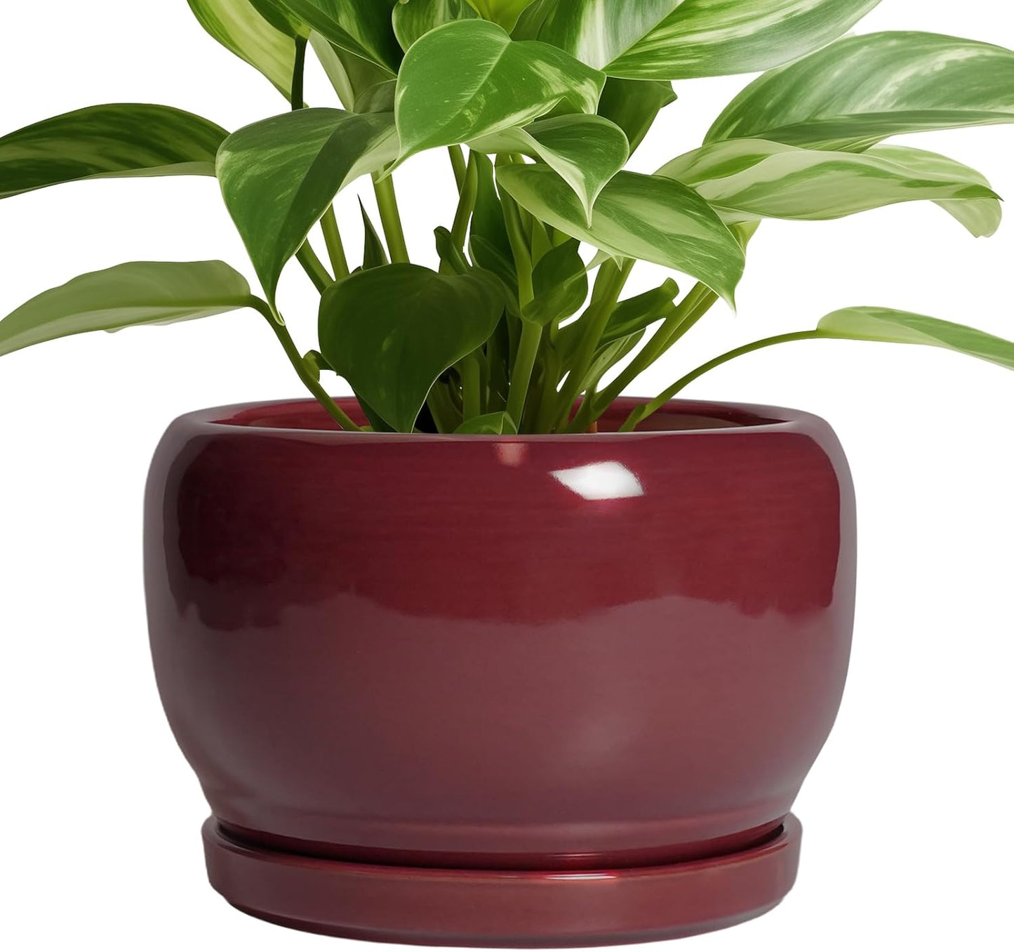 SQOWL Ceramic Planter - 8 Inch Modern Decorative Flower Pot