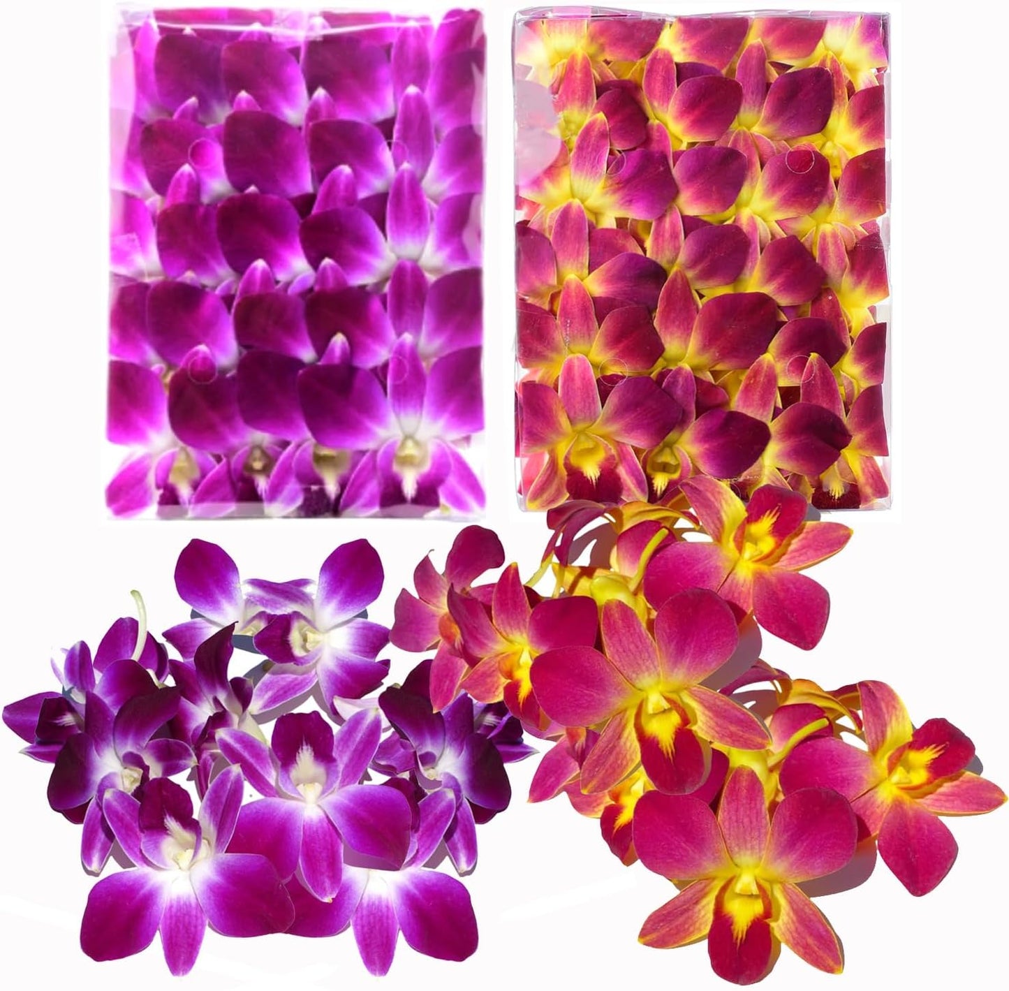 Fresh Orchid Flower Loose Bloom for DIY Leis and Decorations