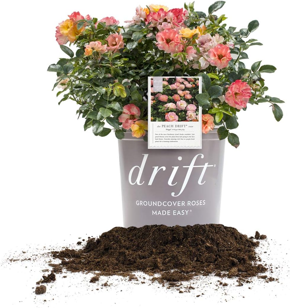 Peach Drift 3 Gallon Rose - Hardy Groundcover for Your Garden