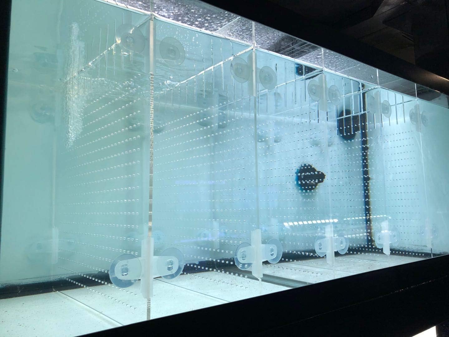 Acrylic Aquarium Divider Kit for 40gal Breeder Tanks - 5 Suction Cups
