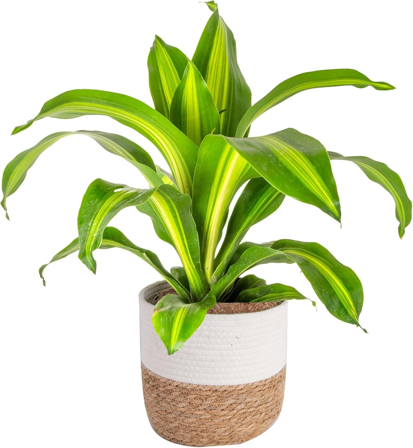 Dracaena Golden Heart Live Indoor Plant for Stunning Decor