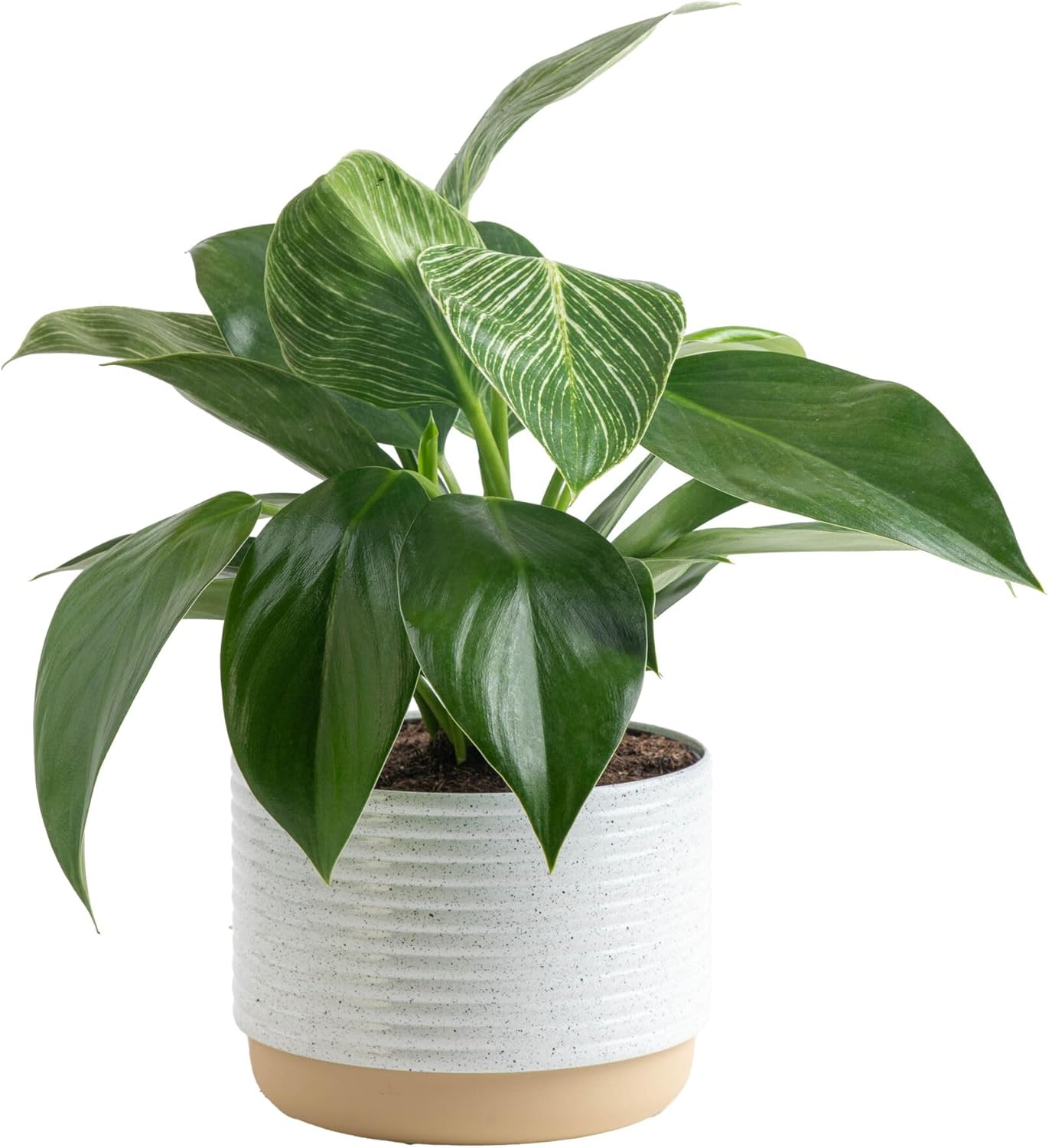Philodendron Birkin Plant - Stunning Indoor Houseplant Decor