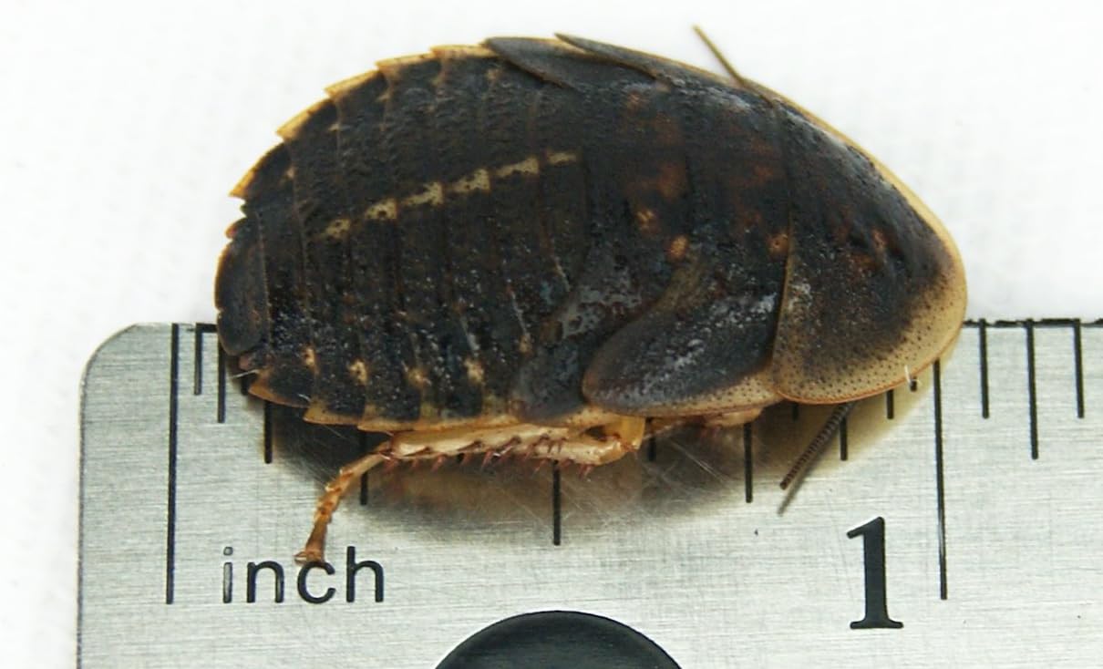Large Dubia Roaches 100 Count for Reptiles and Pets Care