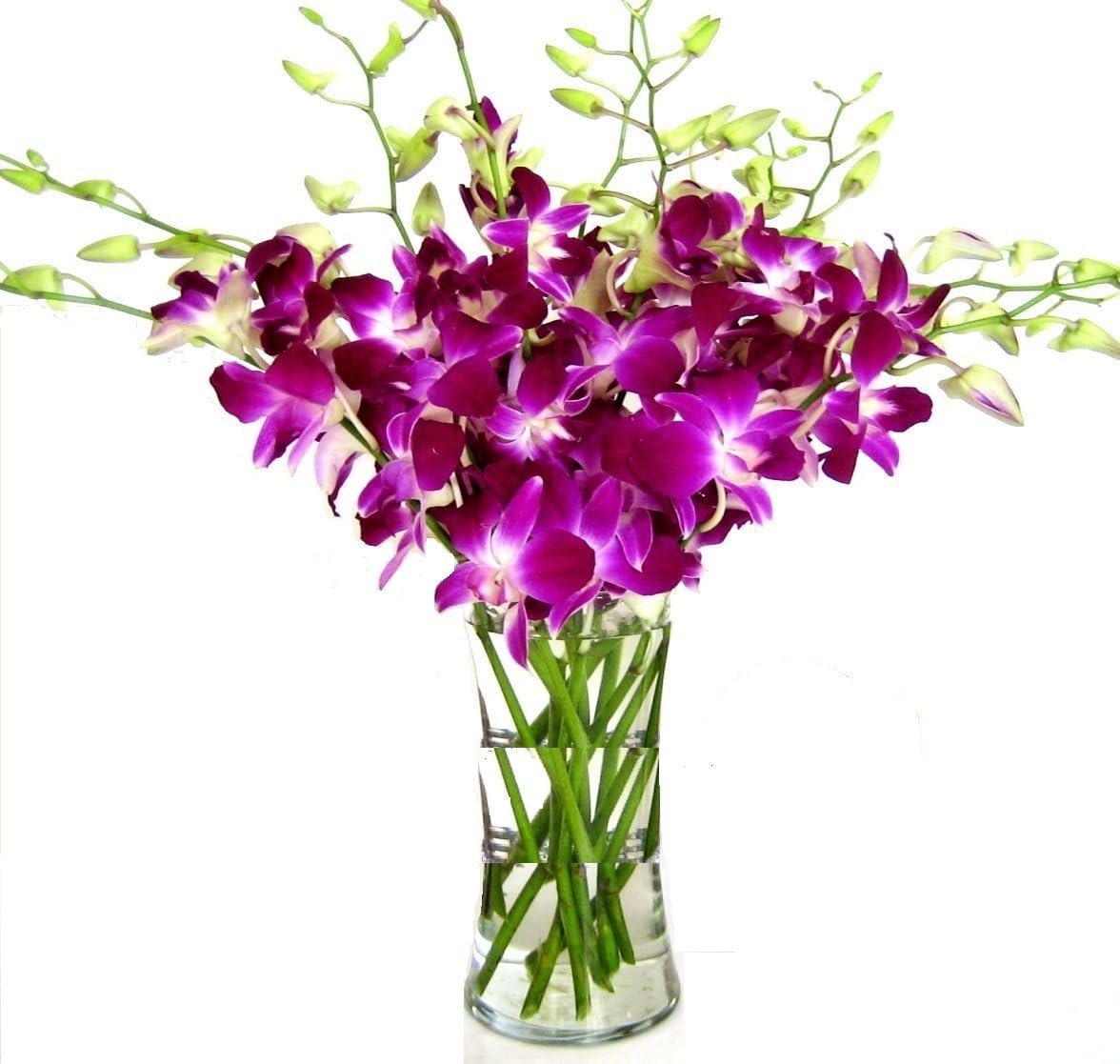 Dendrobium Purple Orchids in Vase Gift for Any Occasion