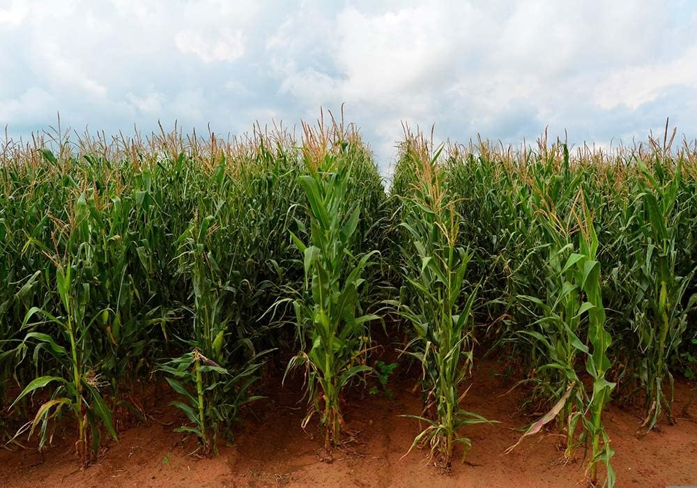 Cornfield Backdrop for Photography 10X8FT for Fall Events
