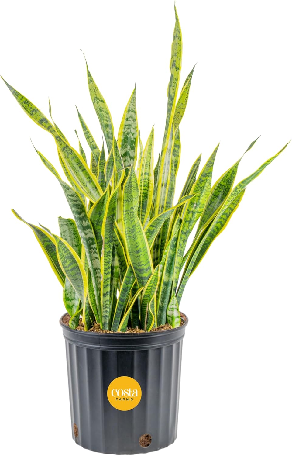 Costa Farms Snake Plant Live Indoor Houseplant for Home Decor