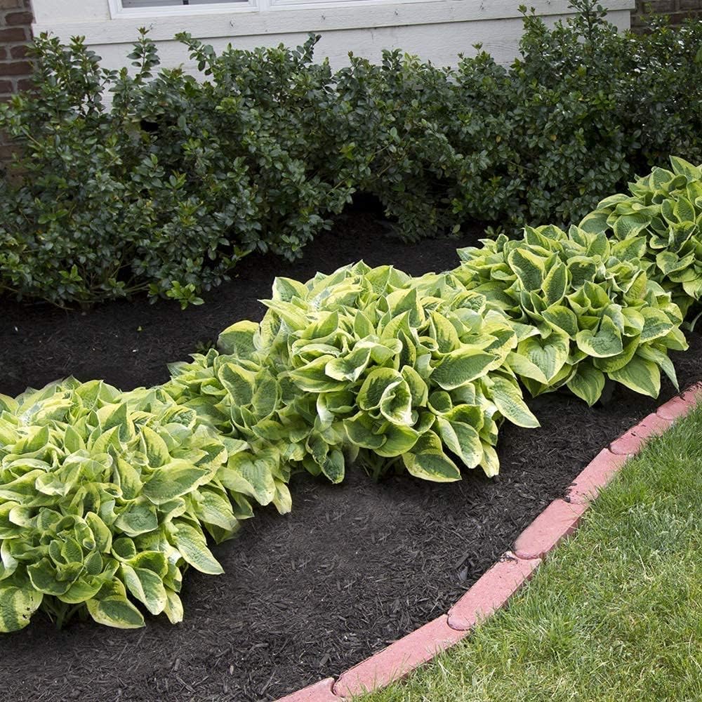 24 Hosta Bare Roots Plants - Mixed Heart-Shaped Foliage