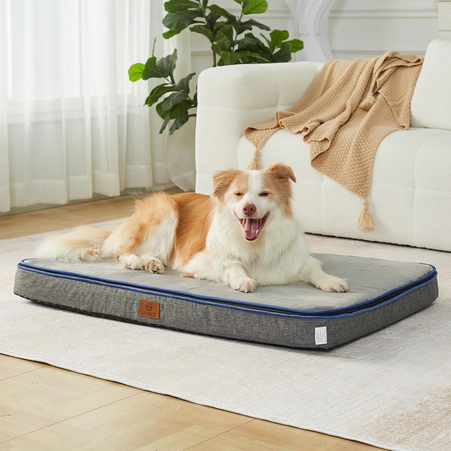 Memory Foam XL Dog Bed for Extra Large Dogs - Ultimate Comfort