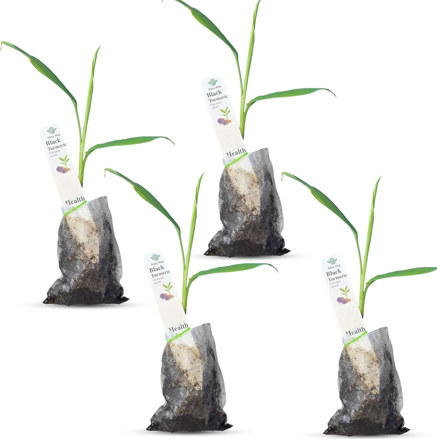 Premium Live Black Turmeric Plants for Home Gardens and Health