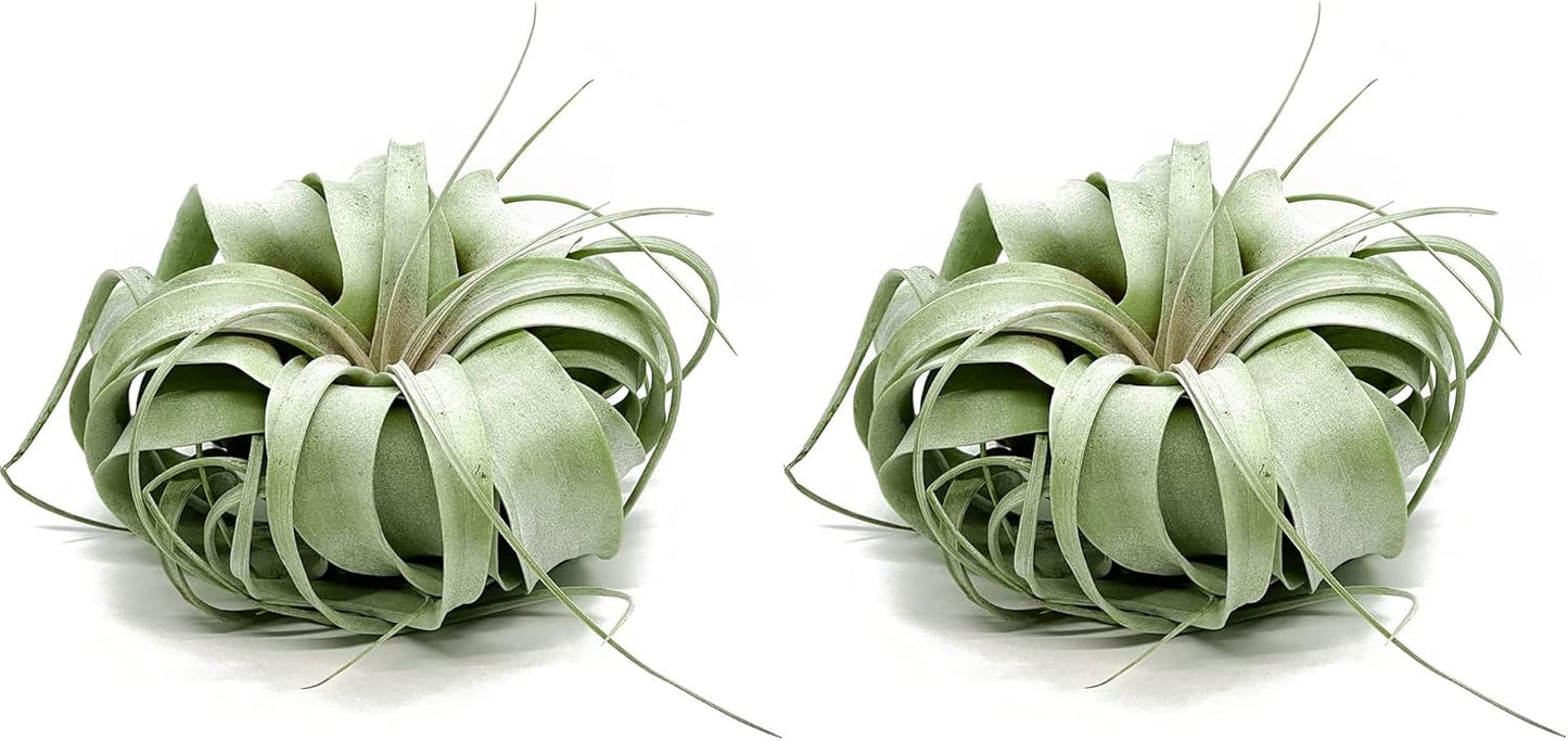 Tillandsia Xerographica Jumbo Air Plants for Unique Home Decor