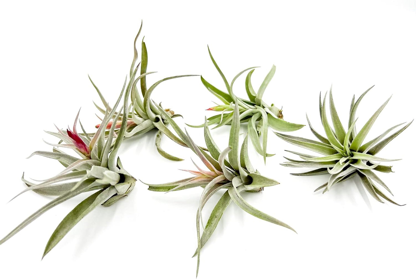 Tillandsia Harrisii Air Plants - Large 3-5in - 5ct Live Plants