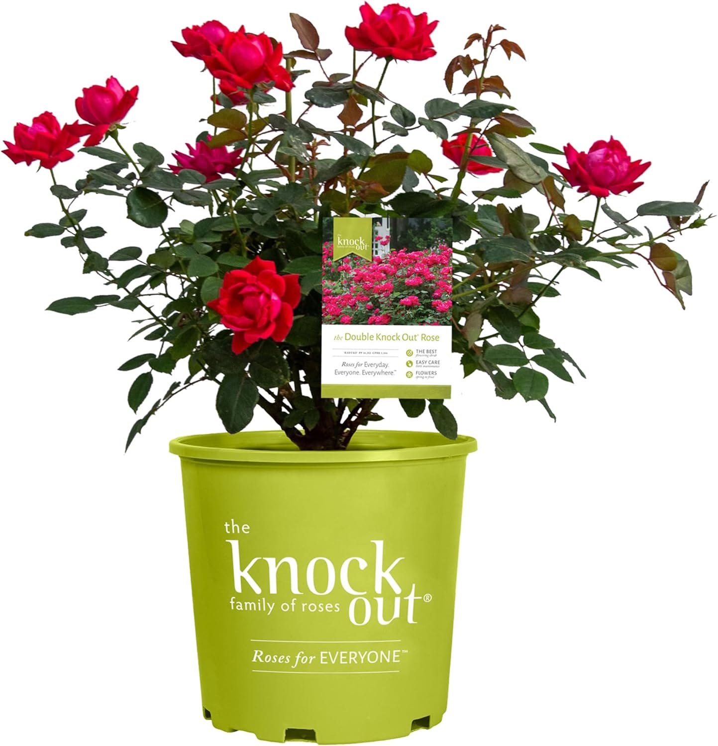 Knockout Double Rose with Stunning Red Blooms for Your Garden